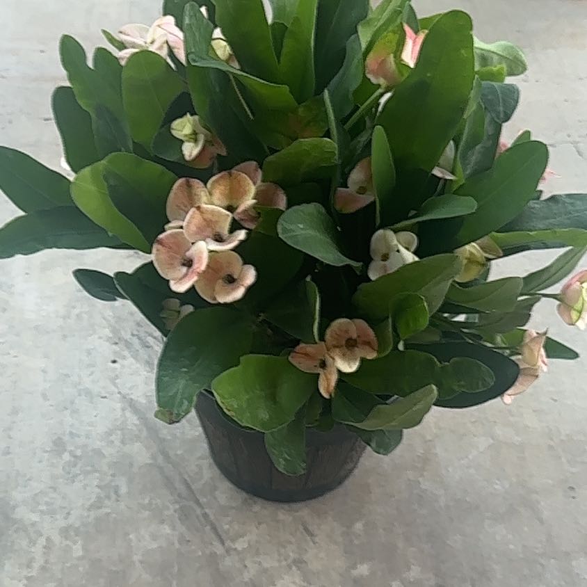 Photo of the plant species Crown of Thorns 'Bicolor' by @RichApricot15 named Clooney on Greg, the plant care app