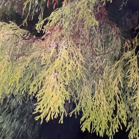 Photo of the plant species Red Pine by Andy named da Vinci on Greg, the plant care app