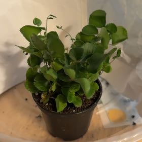 Photo of the plant species California Maidenhair Fern by @SteamyTaro19 named Captain Plant-it on Greg, the plant care app