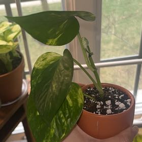 Photo of the plant species Pothos by @DefiantMelon17 named Emerson on Greg, the plant care app