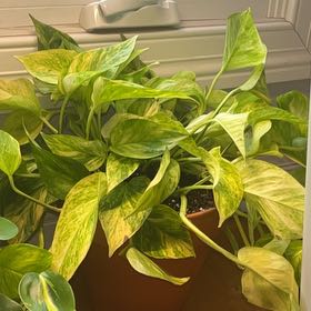 Photo of the plant species Neon Marble Pothos by @DefiantMelon17 named Neon marble pothos on Greg, the plant care app