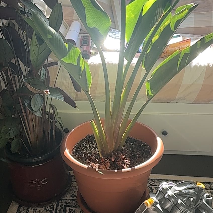 Photo of the plant species Travellers Palm by @RobustMelon81 named Anne on Greg, the plant care app