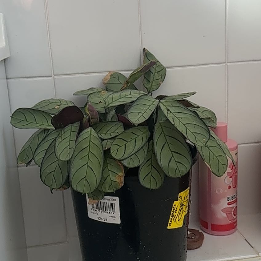 Photo of the plant species Ctenanthe amagris by @RobustMelon81 named Beyonce on Greg, the plant care app