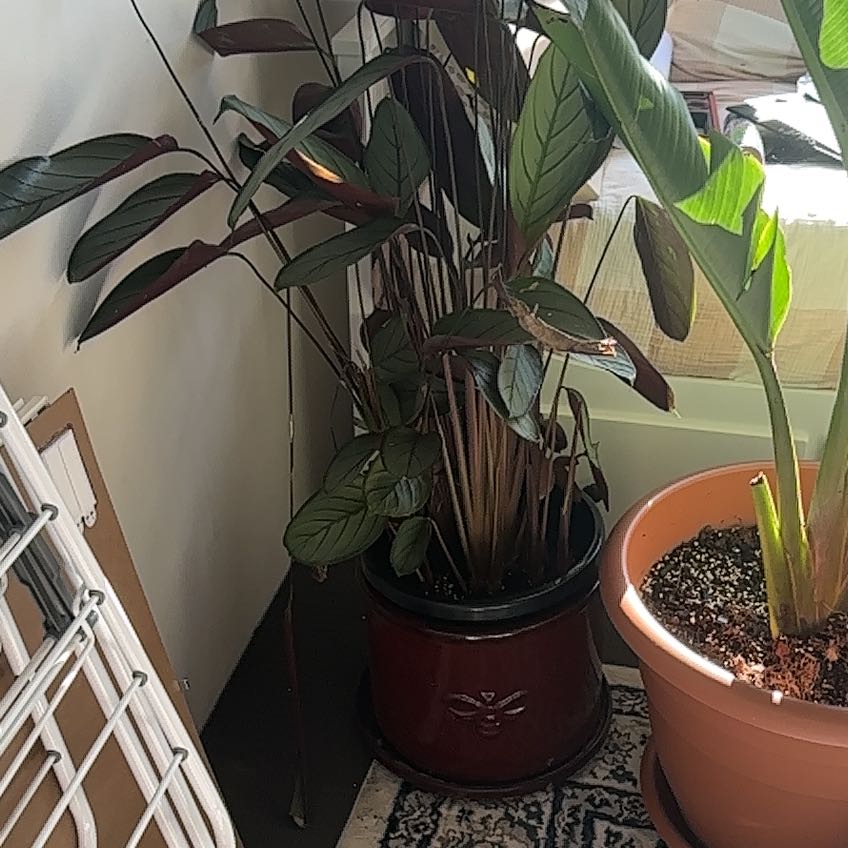 Photo of the plant species Grey Star by @RobustMelon81 named Rainier on Greg, the plant care app