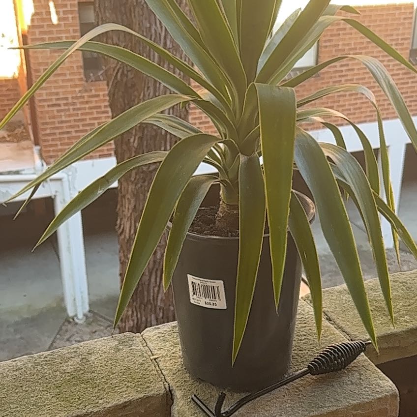 Photo of the plant species Yucca elephantipes 'Jewel' by @RobustMelon81 named Baesil on Greg, the plant care app