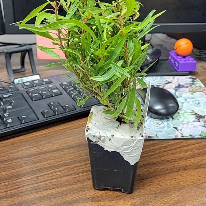 Photo of the plant species Ficus subulata by @SilkyMossorchid named Anniversary on Greg, the plant care app