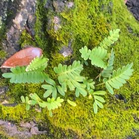 Photo of the plant species Rock Polypody by @NiftyPigfern82 named Morgan Treeman on Greg, the plant care app