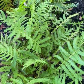 Photo of the plant species Thelypteris Kunthii by @NiftyPigfern82 named Peter Parker on Greg, the plant care app