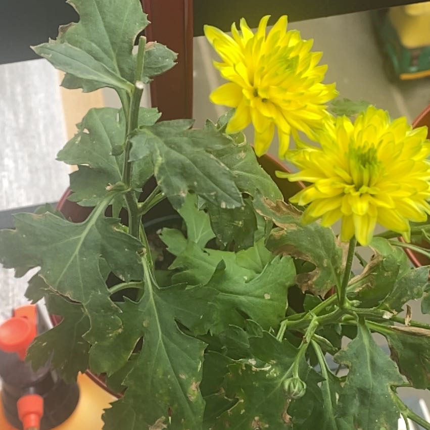Photo of the plant species Chrysanthemum by @PeachyChervil60 named Willow on Greg, the plant care app