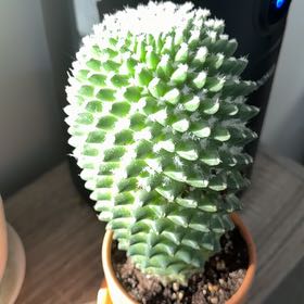 Photo of the plant species Mammillaria carnea by @GlowingNeem91 named Apollo on Greg, the plant care app