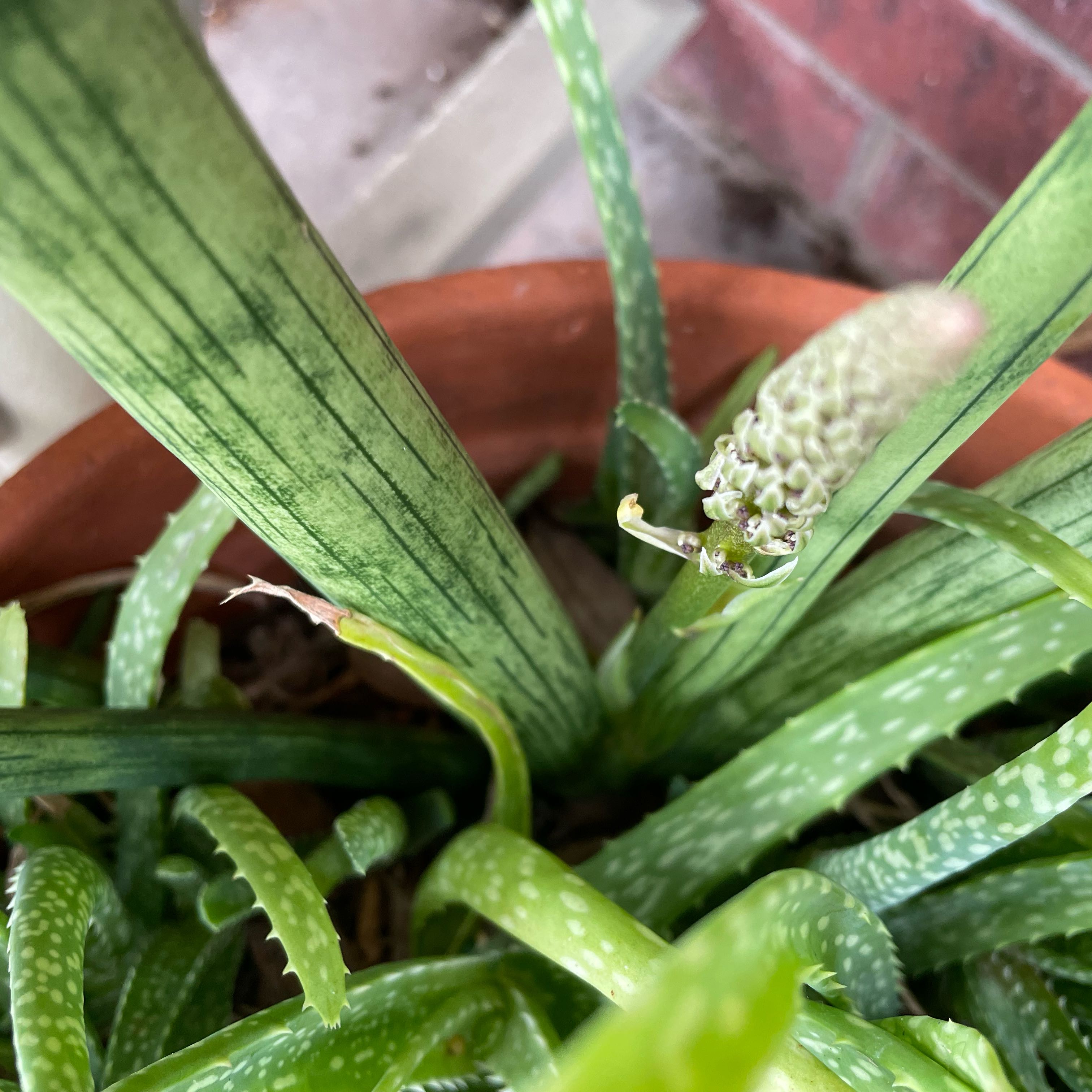 Photo of the plant species Goose Tongue by @FavorableWasabi named Kobe on Greg, the plant care app