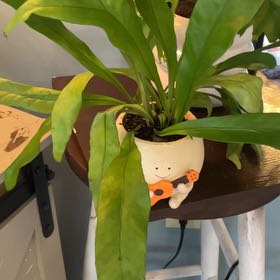 Photo of the plant species Elkhorn Fern by @Neverends named Harmony on Greg, the plant care app