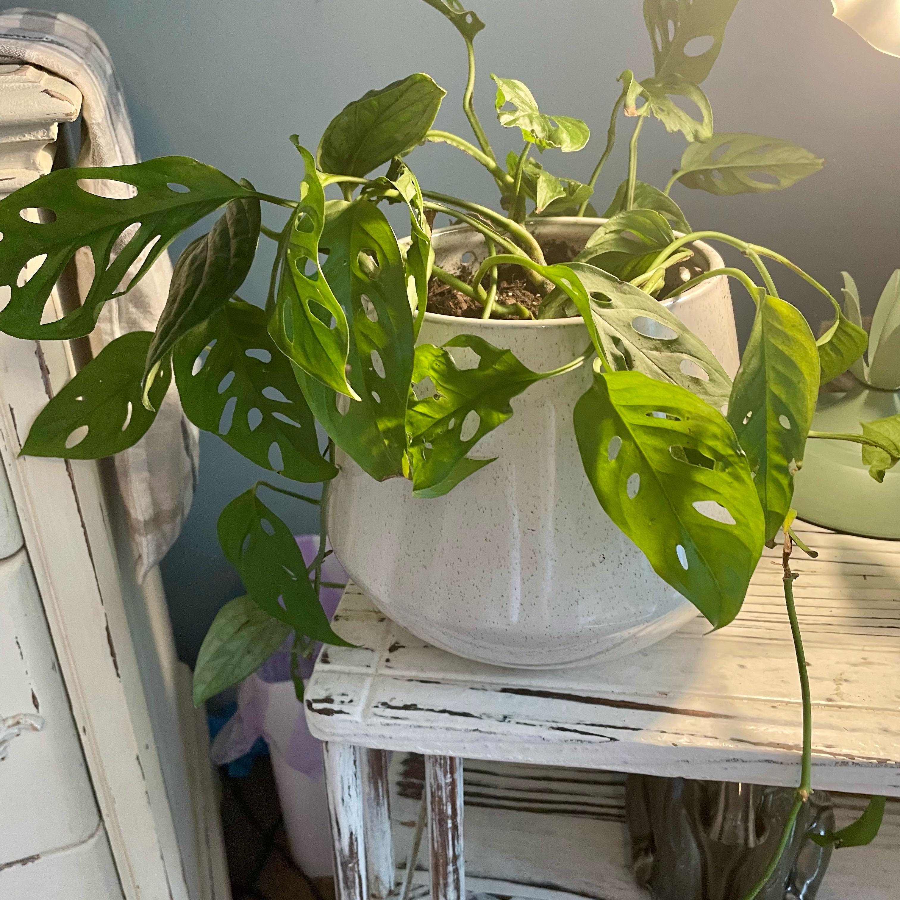 Photo of the plant species Monstera Adonsonii by @Neverends named Gates on Greg, the plant care app