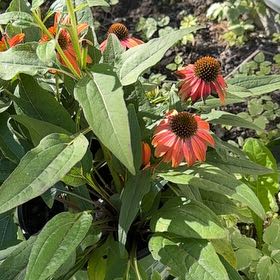 Photo of the plant species Sombrero Salsa Red Coneflower by @SensibleHenbane named da Vinci on Greg, the plant care app