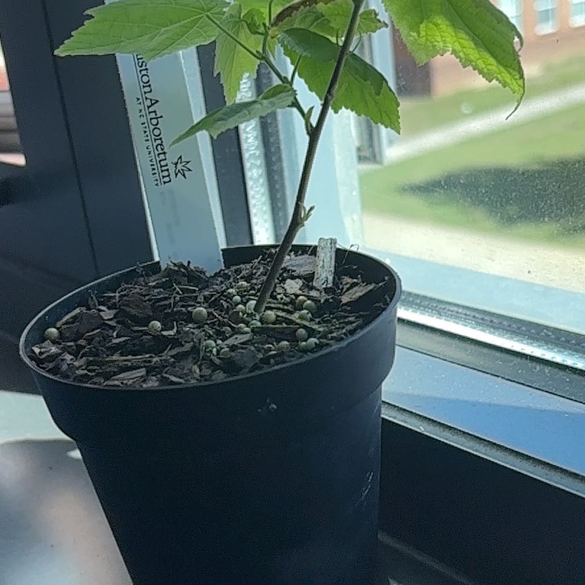 Photo of the plant species Pink Abutilon by @ZippyCorncob58 named Peter on Greg, the plant care app