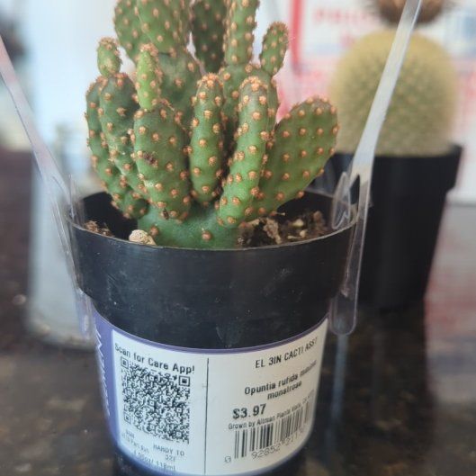 Photo of the plant species Opuntia rufida minima f. monstrose by @TrueRuby92 named Athena on Greg, the plant care app