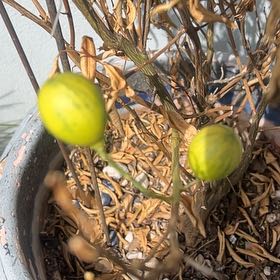 Photo of the plant species Carolina Horsenettle by @PoetRockfig65 named Tolkien on Greg, the plant care app