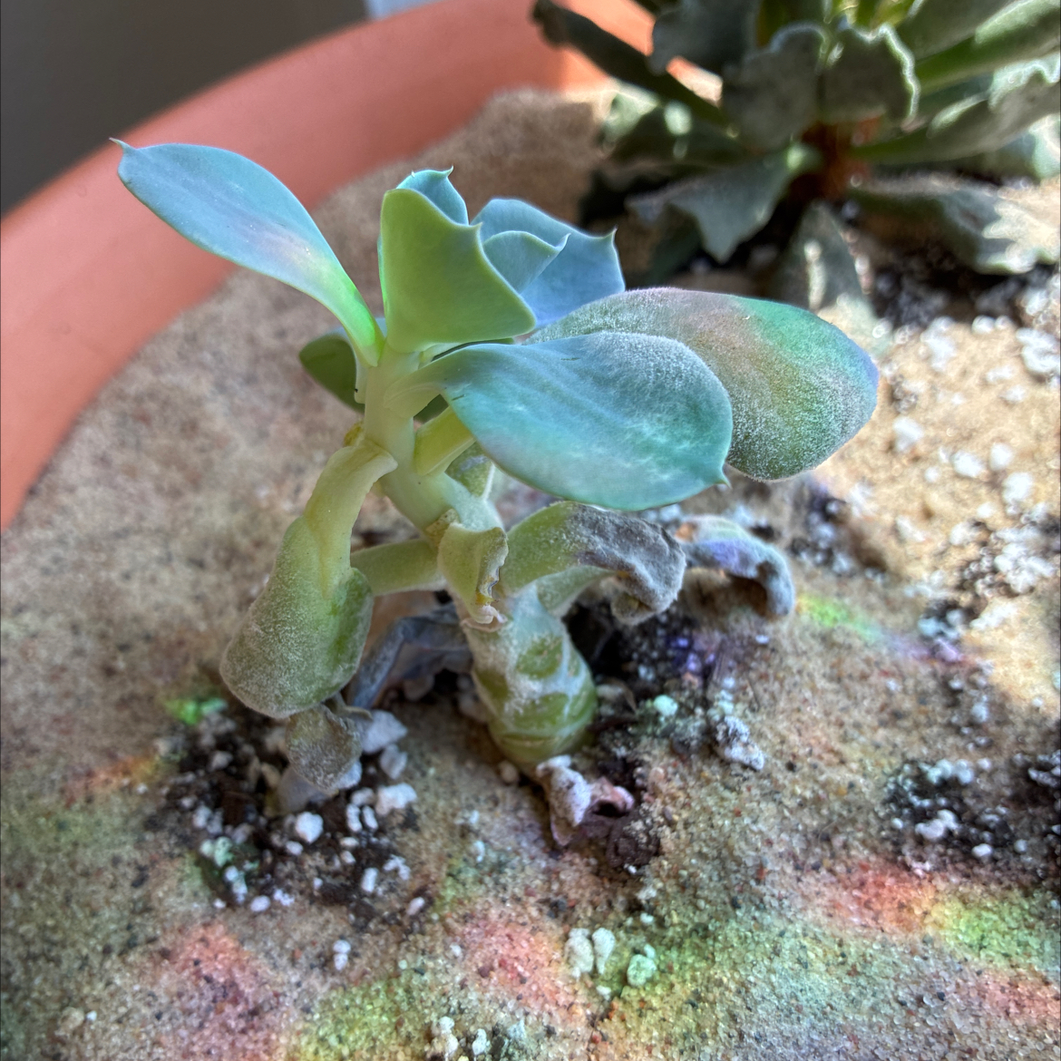 Photo of the plant species Echeveria by @DoughtyTutsan52 named Orwell on Greg, the plant care app