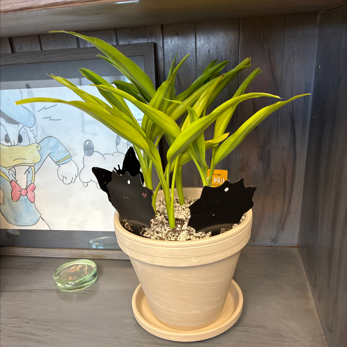 Photo of the plant species Dracaena Sanderiana 'White Ribbon' by @DoughtyTutsan52 named Bruce Lee on Greg, the plant care app