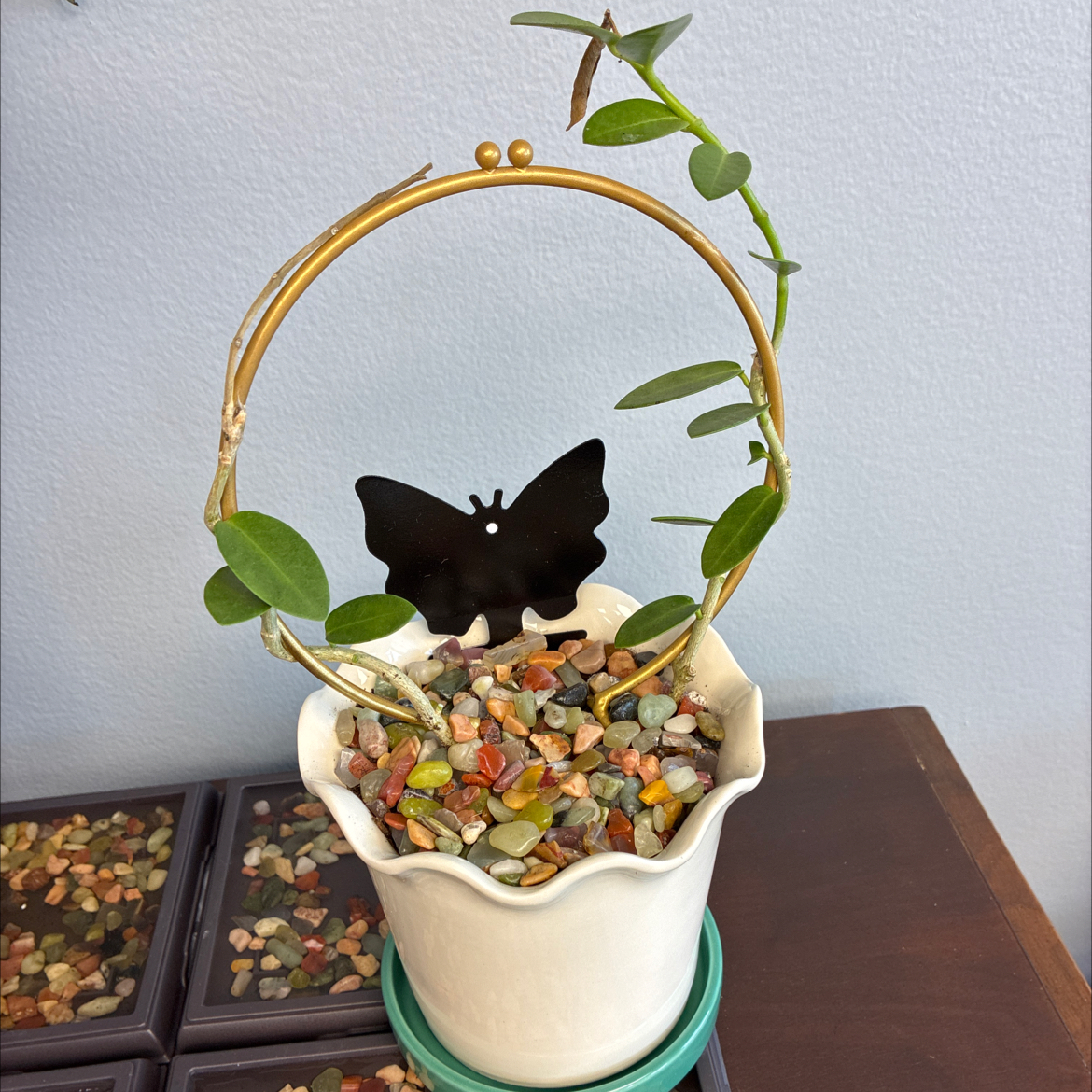Photo of the plant species Parachute Plant by @DoughtyTutsan52 named Fernie Mercury on Greg, the plant care app