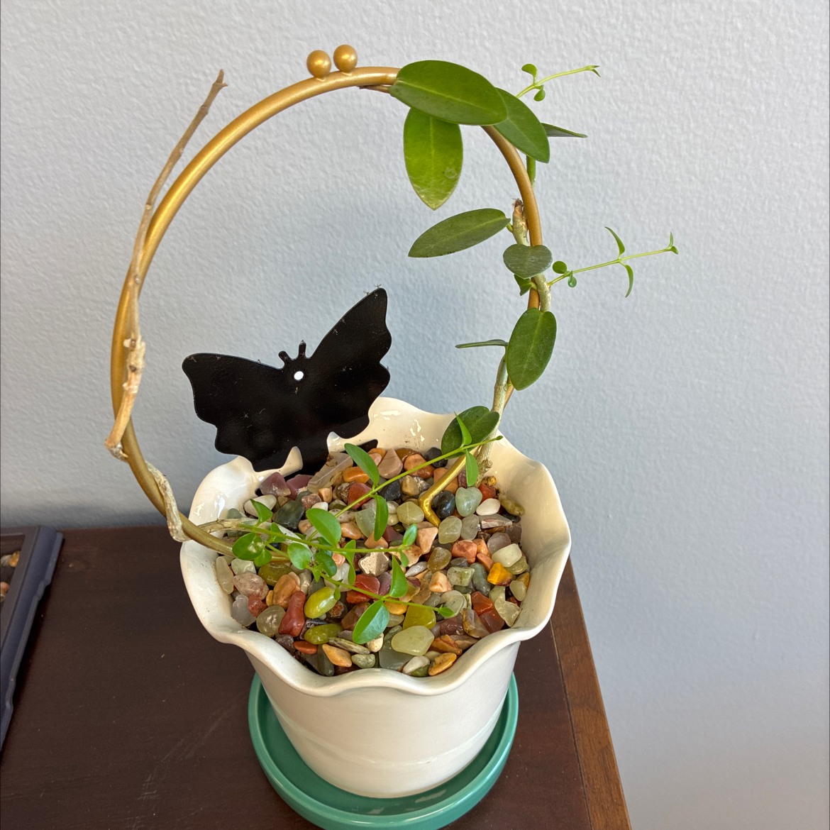 Photo of the plant species Parachute Plant by @DoughtyTutsan52 named Fernie Mercury on Greg, the plant care app