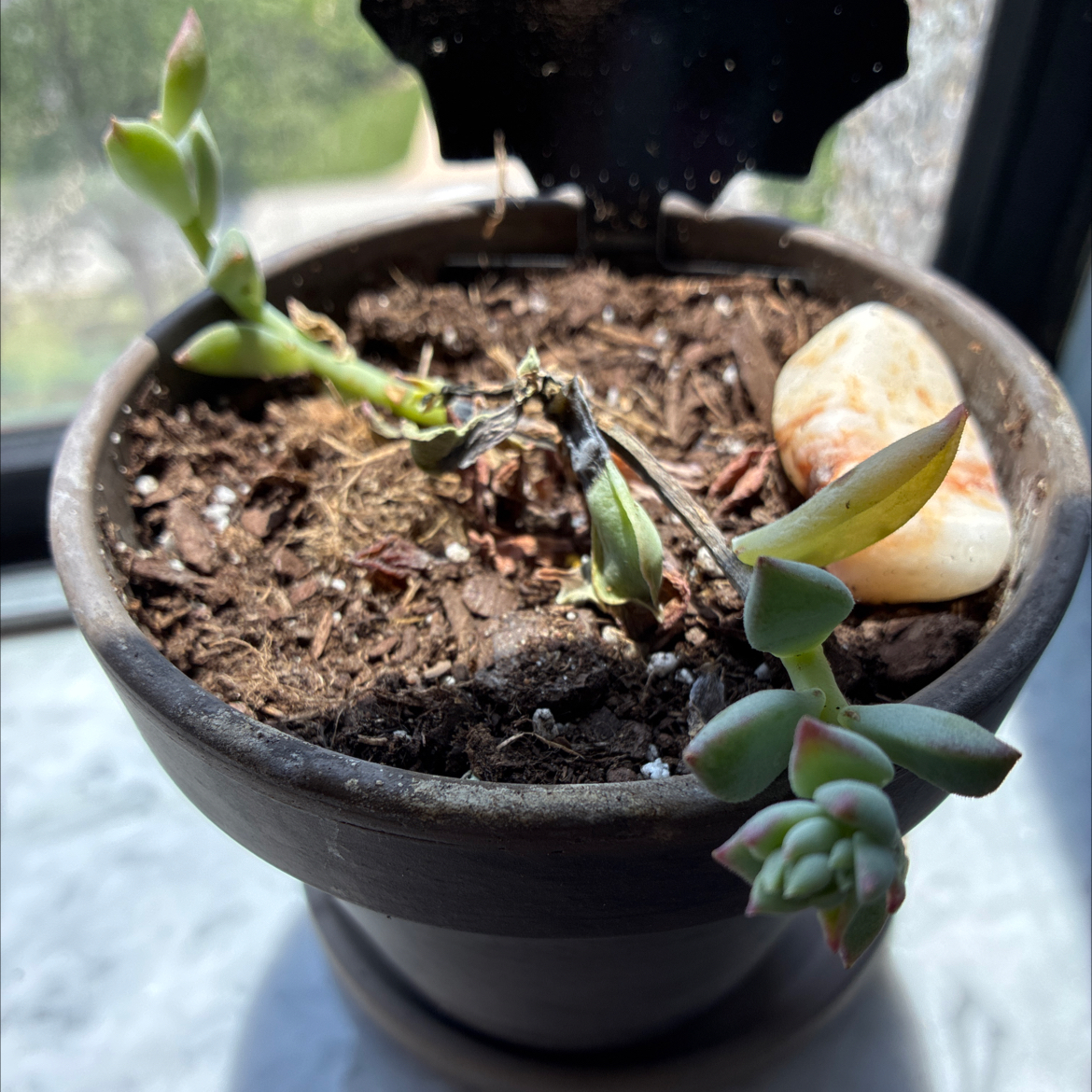 Photo of the plant species Echeveria Green Goddess by @DoughtyTutsan52 named Diana on Greg, the plant care app