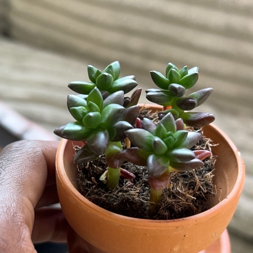 Photo of the plant species Jet Beads by @ZanyBacopa11 named Curie on Greg, the plant care app