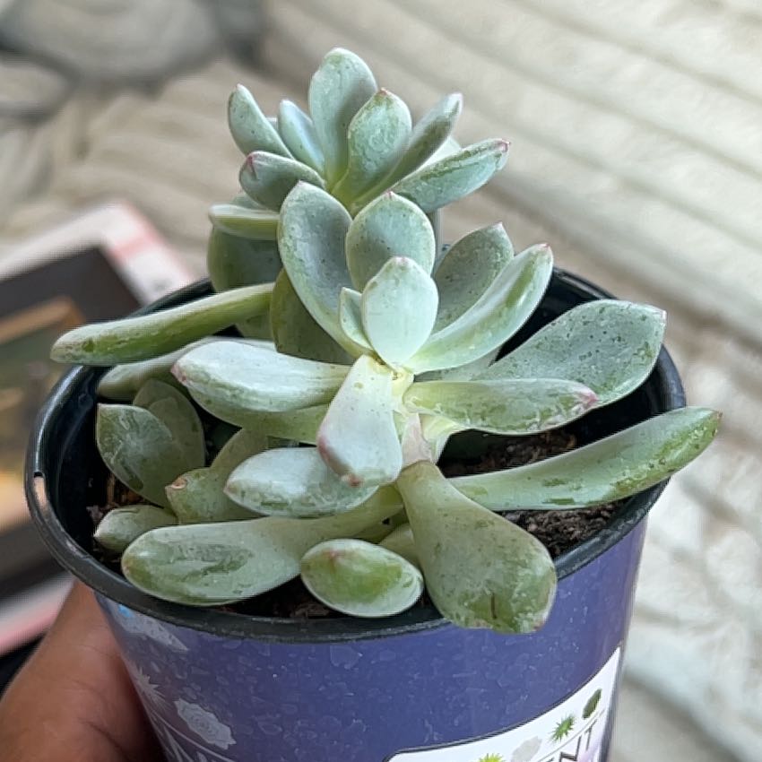 Photo of the plant species Pachyveria 'Blue Jasper' by @ZanyBacopa11 named Gaga on Greg, the plant care app