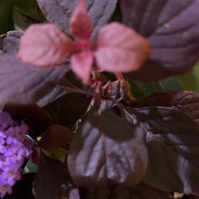 Photo of the plant species Brazilian Joyweed by @YiftGardenia96 named Sonora on Greg, the plant care app