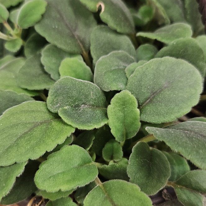 Photo of the plant species Alsobia 'Dianthiflora' by @SkilledFernmoss named Leonardo on Greg, the plant care app