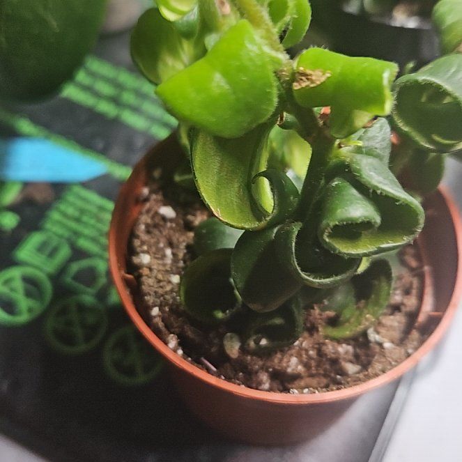 Photo of the plant species Twisted Lipstick Plant by @SkilledFernmoss named Marilyn on Greg, the plant care app