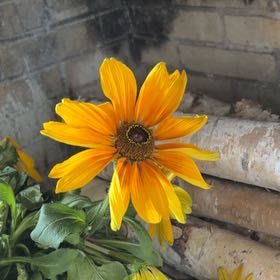 Photo of the plant species Rudbeckia 'Sunbeckia Luna' by @PetCowvine34 named Leonardo on Greg, the plant care app