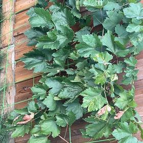 Photo of the plant species Hop by @JovialPlanty34 named Anne on Greg, the plant care app