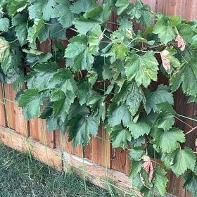 Photo of the plant species Hop by @JovialPlanty34 named Gaga on Greg, the plant care app