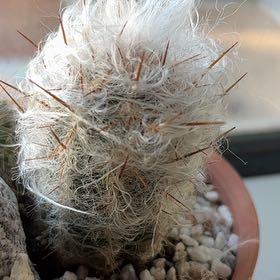 Photo of the plant species White Column Foxtail Cactus by @BustlingFeijoa9 named Planet on Greg, the plant care app