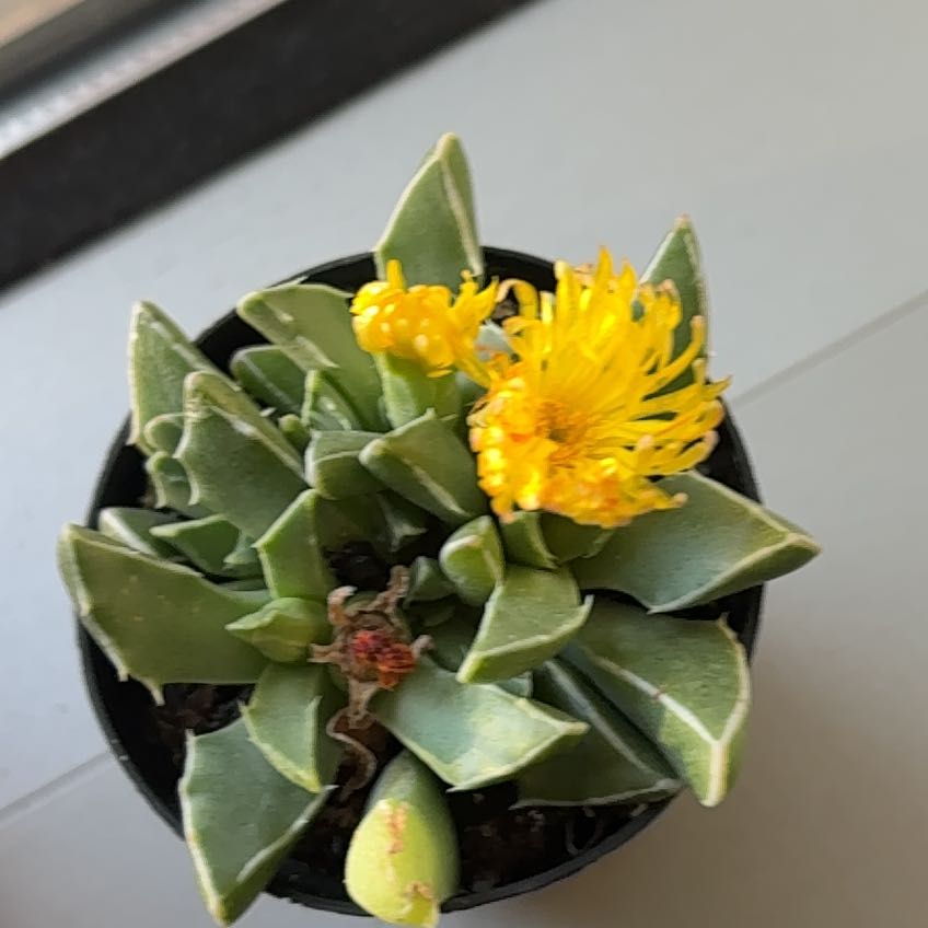 Photo of the plant species Faucaria bosscheana var. haagei by @BustlingFeijoa9 named Fernie Saunders on Greg, the plant care app