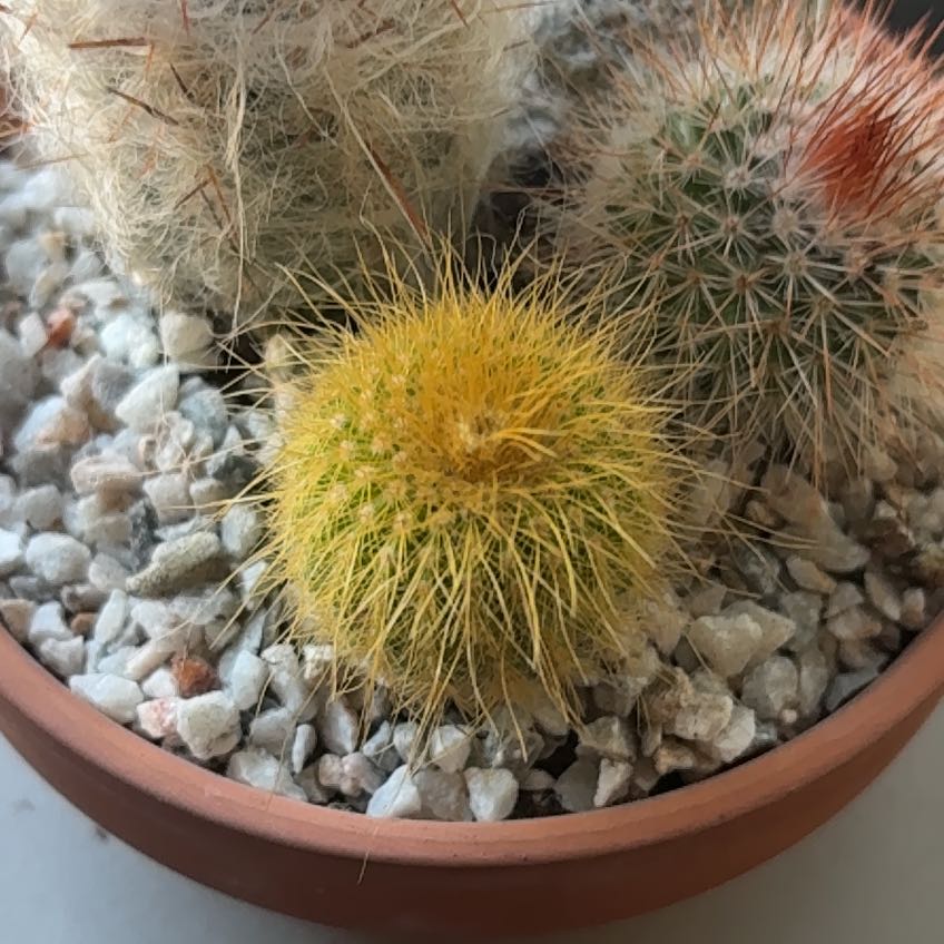 Photo of the plant species Lemon Ball Cactus by @BustlingFeijoa9 named Gates on Greg, the plant care app