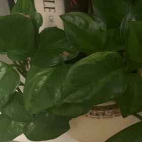Photo of the plant species Epipremnum Champs-Elysees by @AbsoluteChia31 named Sahara on Greg, the plant care app