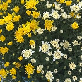 Photo of the plant species Mums by @FullRaspfern8 named Fernie Saunders on Greg, the plant care app