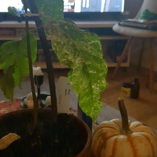 Photo of the plant species Clown Fig by @LegitCentro80 named Noodle Jr on Greg, the plant care app