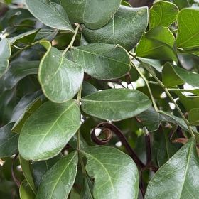 Photo of the plant species Texas Laurel by @SecureBibi70 named Khaleesi on Greg, the plant care app