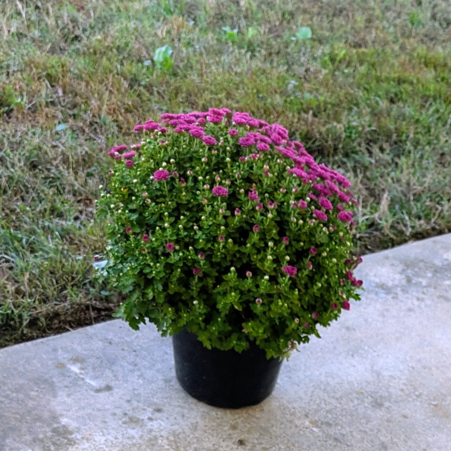 Photo of the plant species Chrysanthemum 'Patty Purple' by @annagrice named Patty on Greg, the plant care app