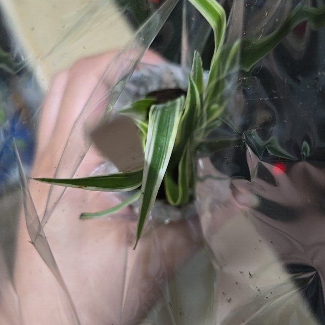 Photo of the plant species Common Oat by @FairOcotillo65 named Anne on Greg, the plant care app