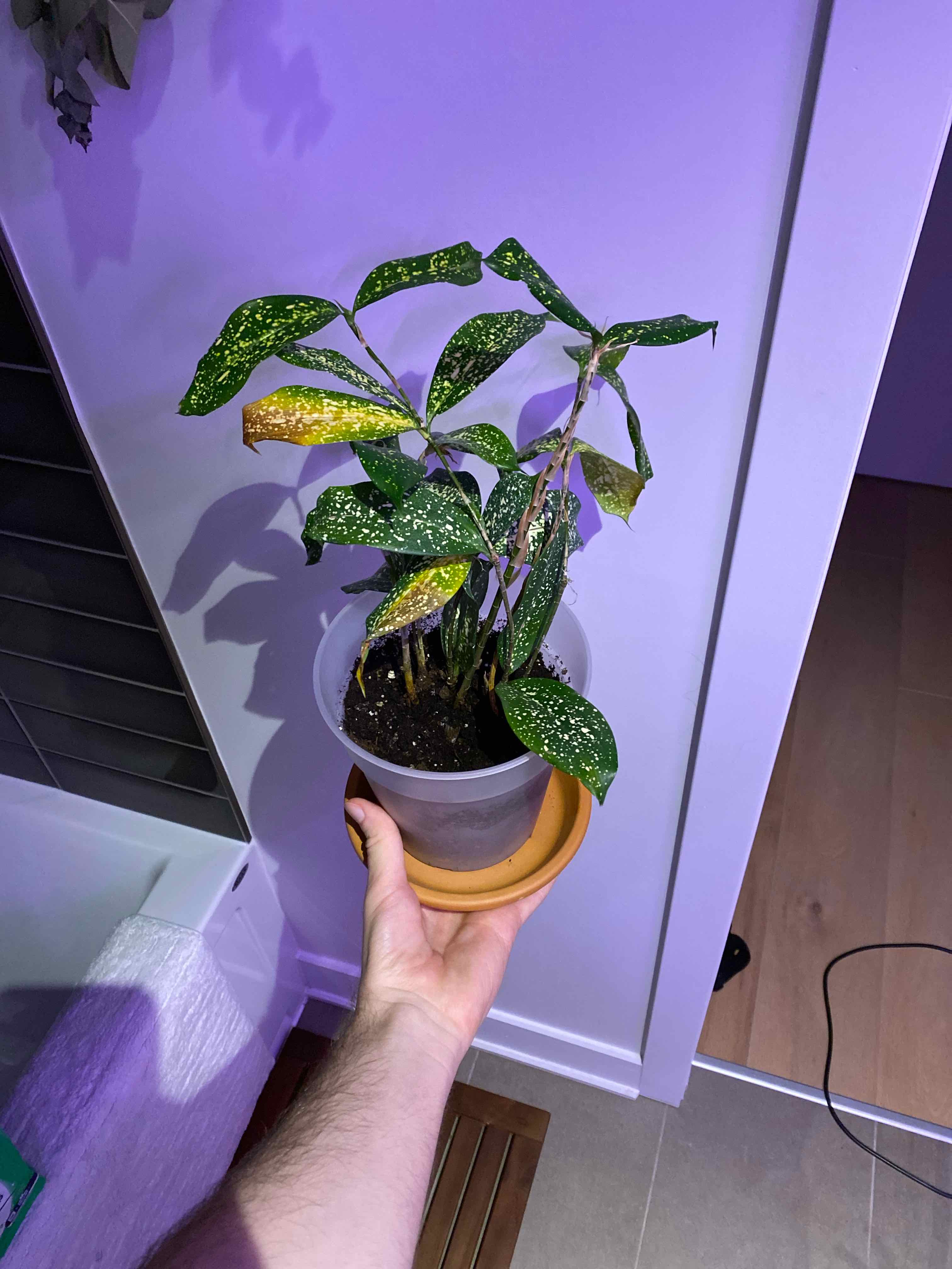 Dracaena 'Florida Beauty' plant with some yellowing leaves, held by a hand in a pot.