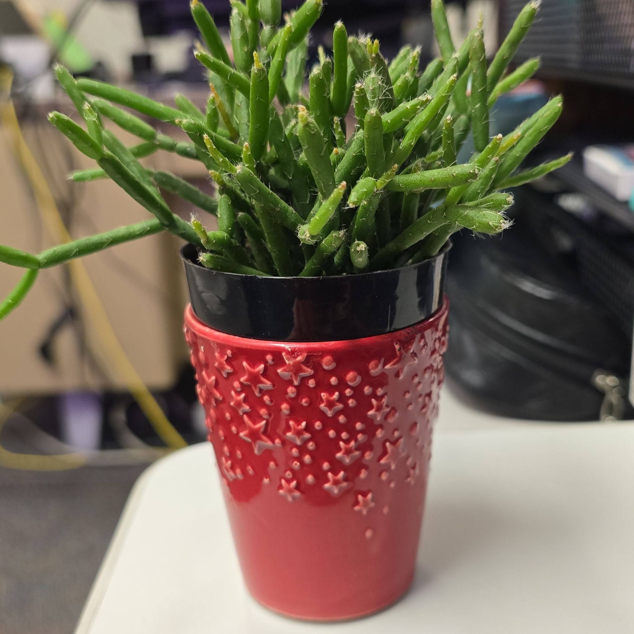 Photo of the plant species Coral Cactus by @BossQuince35 named Mr. Krabb on Greg, the plant care app