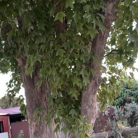 Photo of the plant species Oriental Plane Tree by @NiceCowpea45 named Achilles on Greg, the plant care app