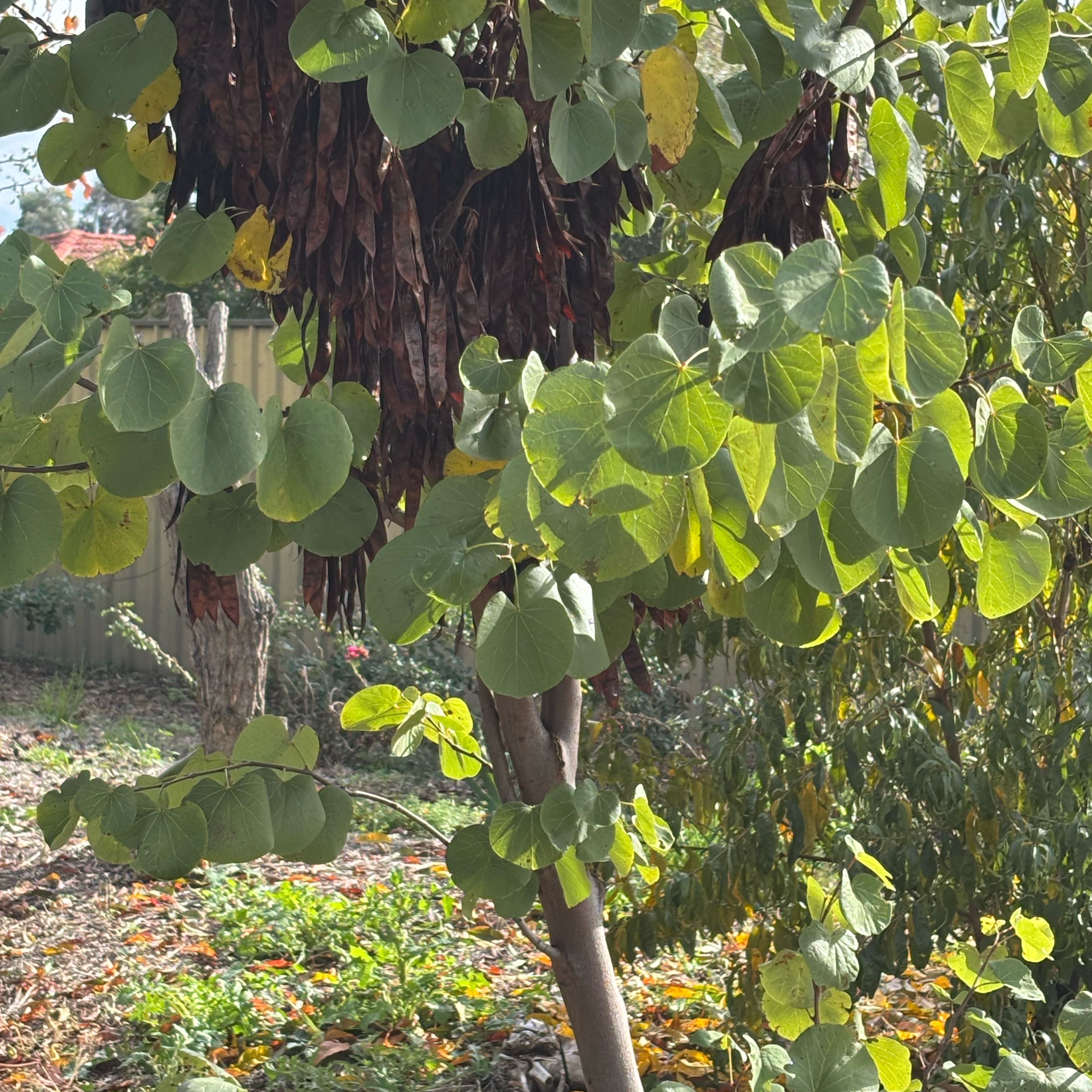 Photo of the plant species Western Redbud by @NiceCowpea45 named Mochi on Greg, the plant care app
