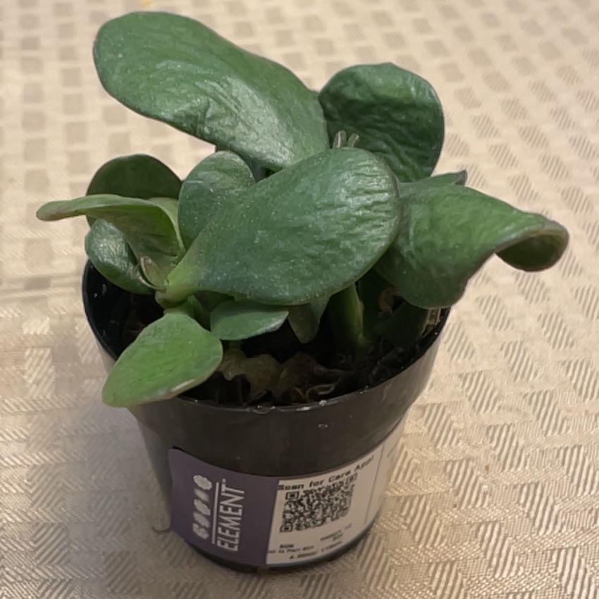 Photo of the plant species Mosaic Jade by @WinFernmoss49 named Nemo on Greg, the plant care app