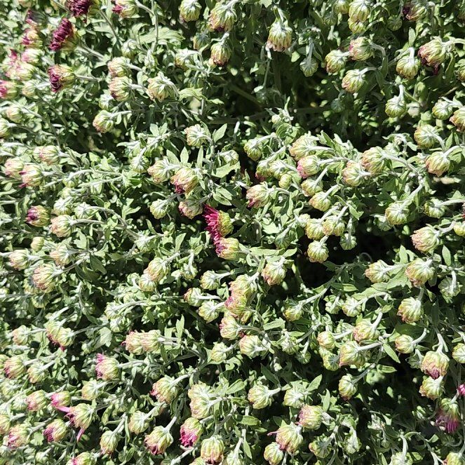Photo of the plant species Mums by @YernTule63 named Treeyoncé on Greg, the plant care app