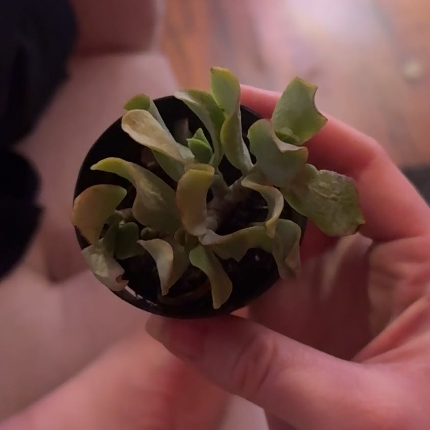 Photo of the plant species Ripple Jade™️ by @LegitCosmo97 named Sol on Greg, the plant care app